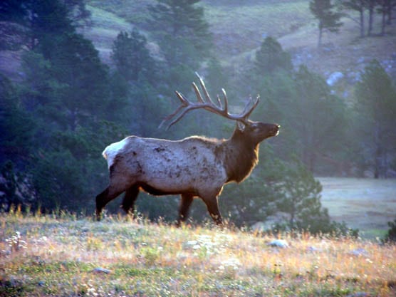new mexico bull elk