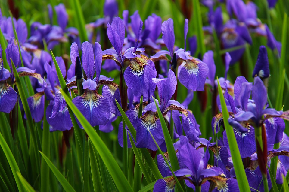 a group of purple iris flowers
