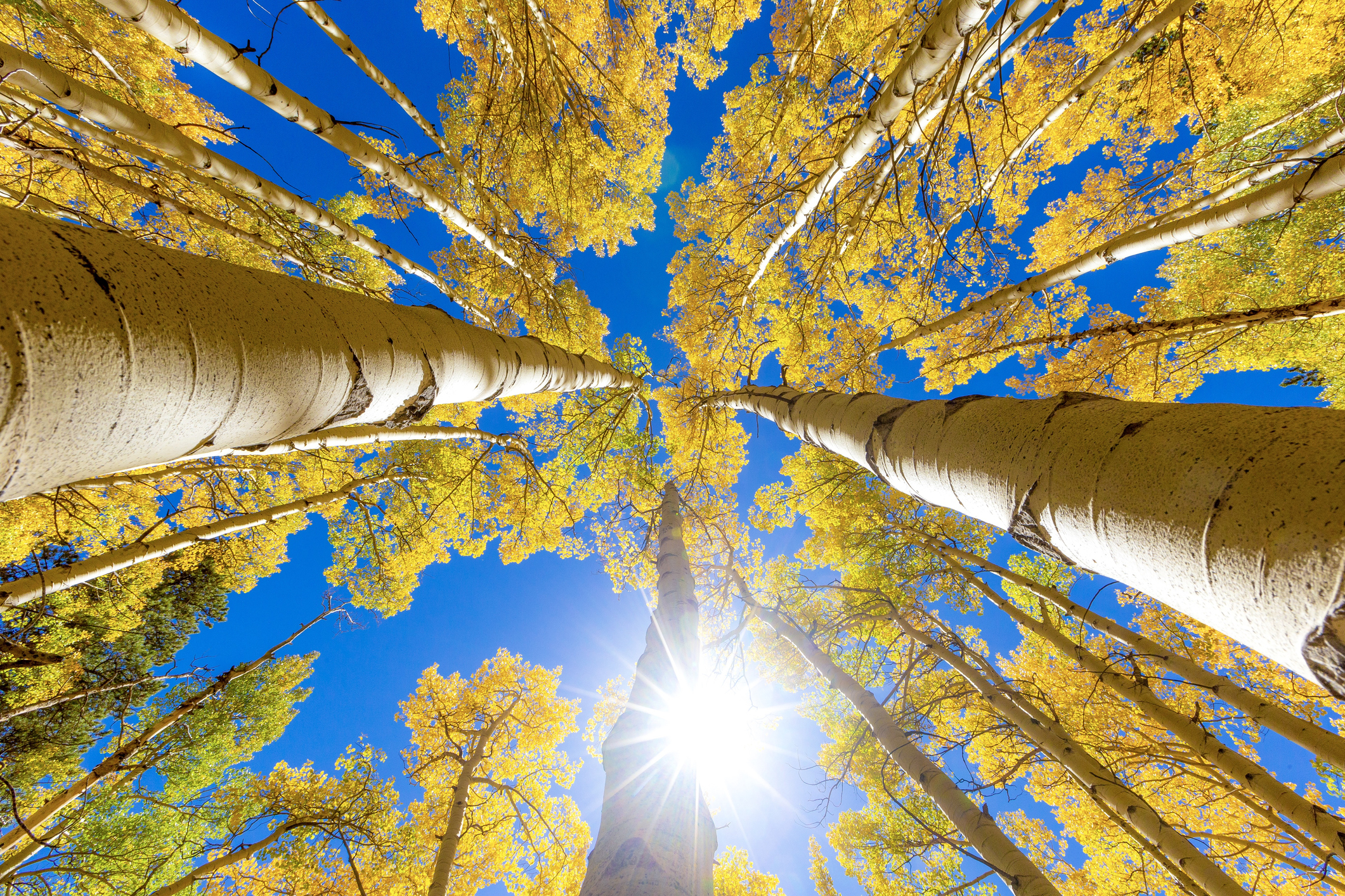 aspen trees with yellow leaves