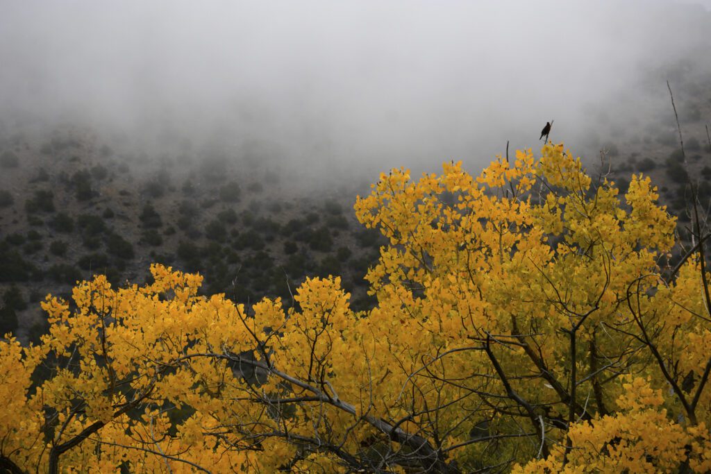Bird sitting on aspen tree with yellow leaves