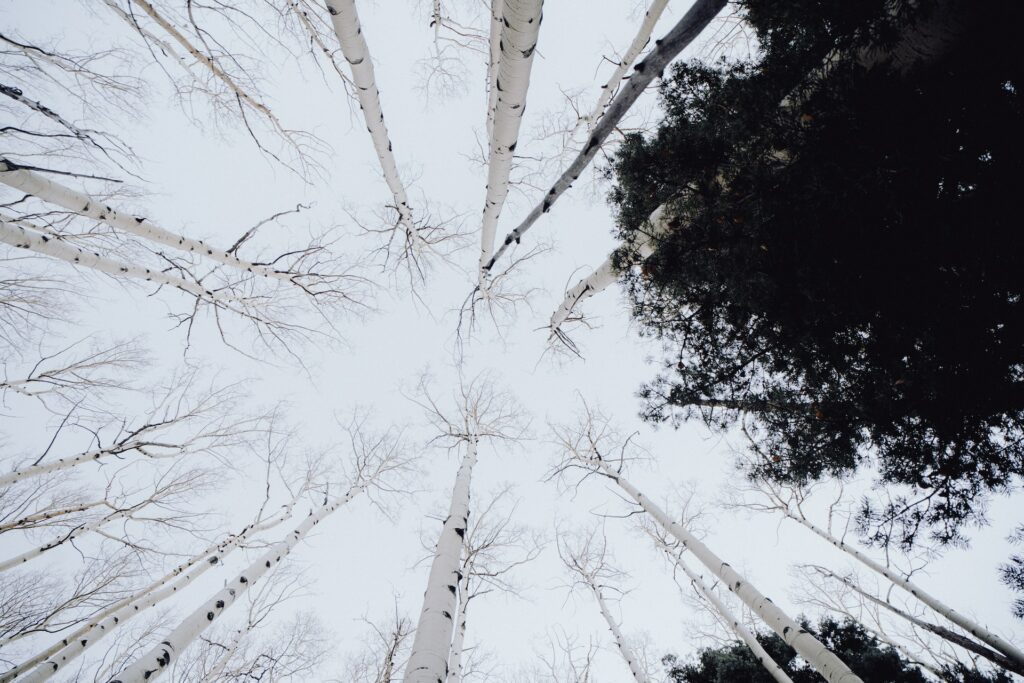 New Mexico forest canopy in the winter.